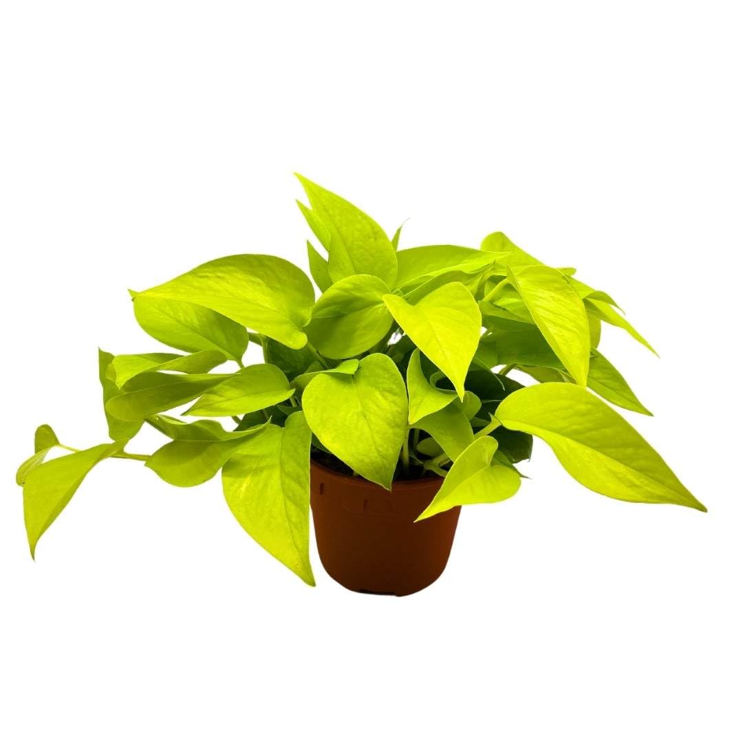 BubbleBlooms Neon Pothos (Epipremnum aureum) in 6 Inch Pot - Devil's Ivy, Hunter's Rove - Low Light Indoor Houseplant for Home, Office & Garden Decor