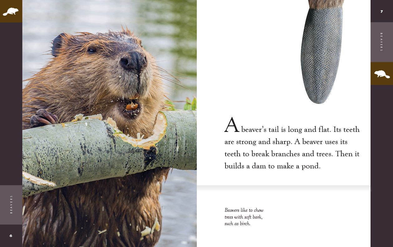 Beavers: 9781640265387 - Nature Books for Kids, Wildlife Education & Animal Lovers - Perfect for Classroom Learning & Home Reading