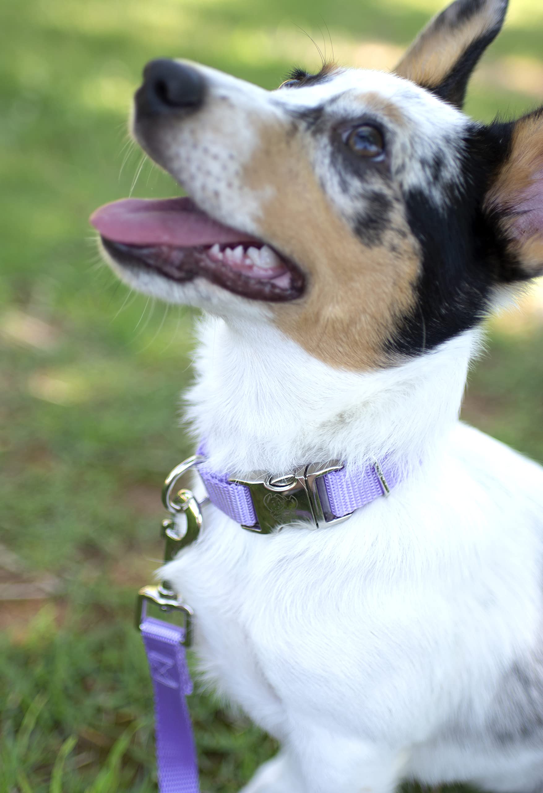 Premium Nylon Dog Collar with Metal Buckle for Small, Medium & Large Breeds - 30+ Vibrant Colors (XL, 1