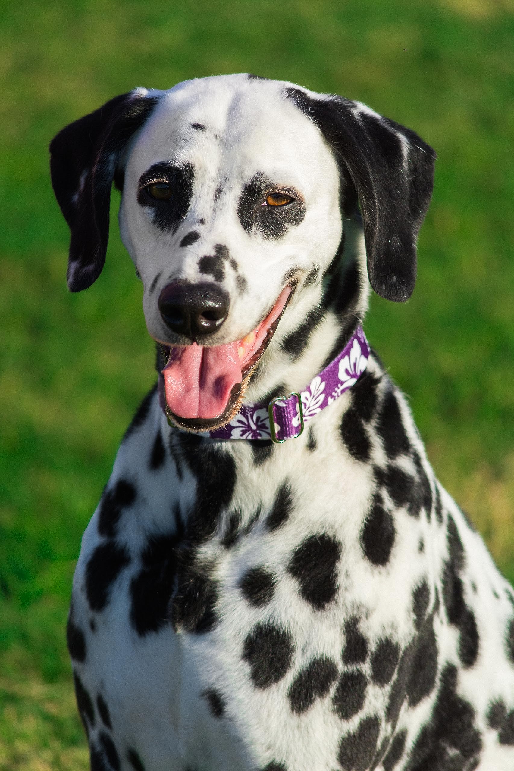 Country Brook Design - Purple Hawaiian Polyester Webbing for DIY Crafts, Dog Collars, and Outdoor Gear | Durable & Vibrant Fabric Straps for Sewing Projects, Pet Accessories, and Camping Equipment