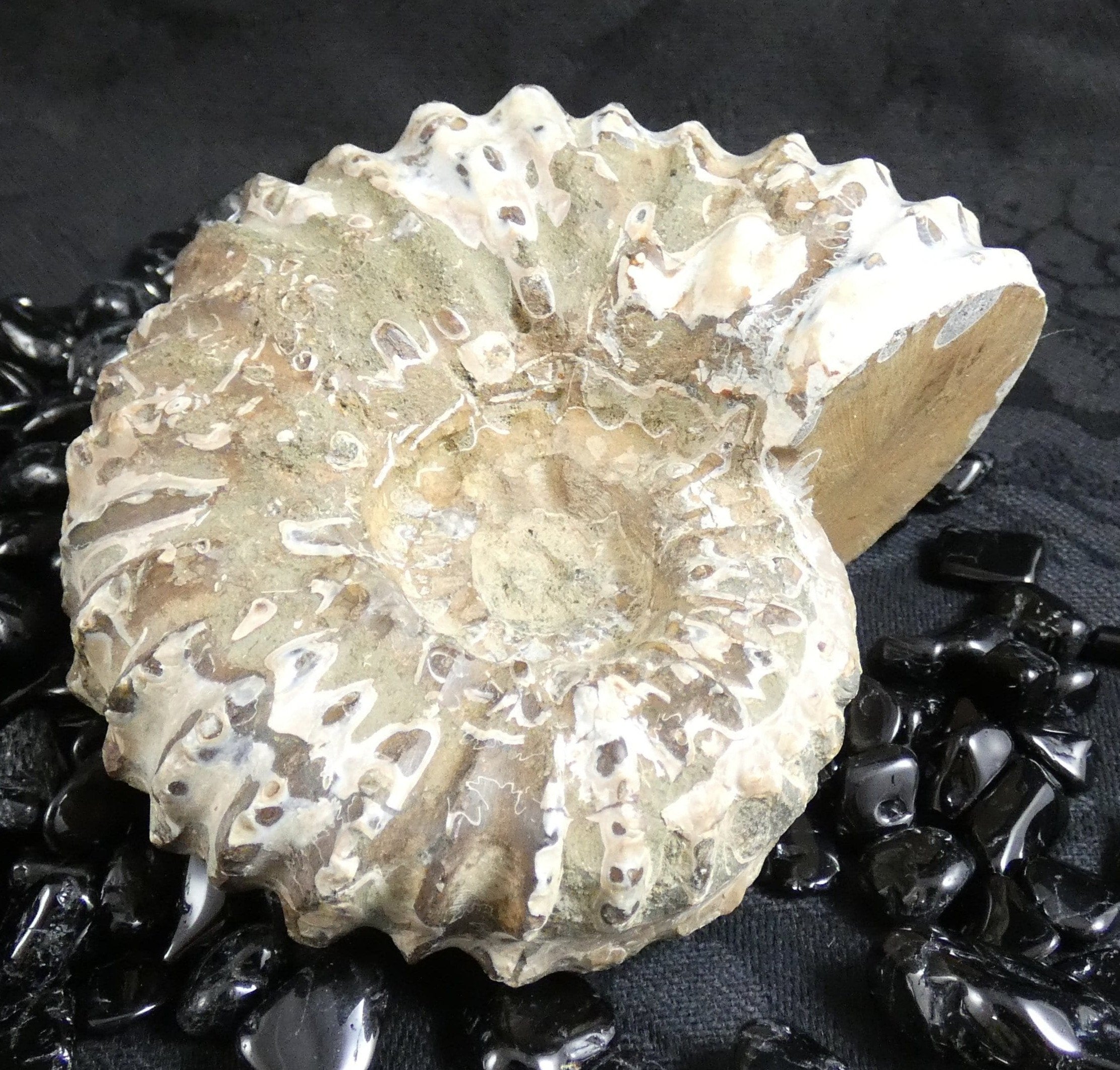 Authentic Ammonite Fossil Specimen - Natural Prehistoric Stone for Collectors, Home Decor & Gifts | Perfect for Geology Enthusiasts, Office Display & Meditation Space