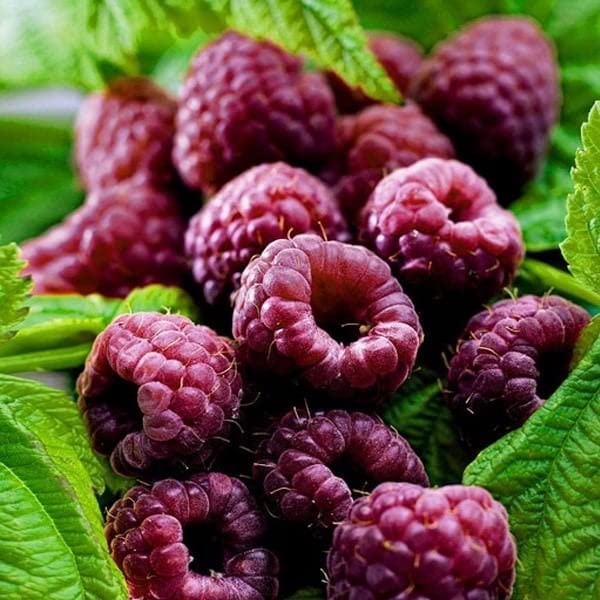 Glencoe Thornless Raspberry Plants for Planting - 4-6 Inches Tall - Sweet Homegrown Berries for Gardens, Patios & Fresh Eating