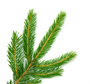 100% Pure Canadian Fir Needle Essential Oil - Natural Aromatherapy for Relaxation, Stress Relief & Home Diffuser Use