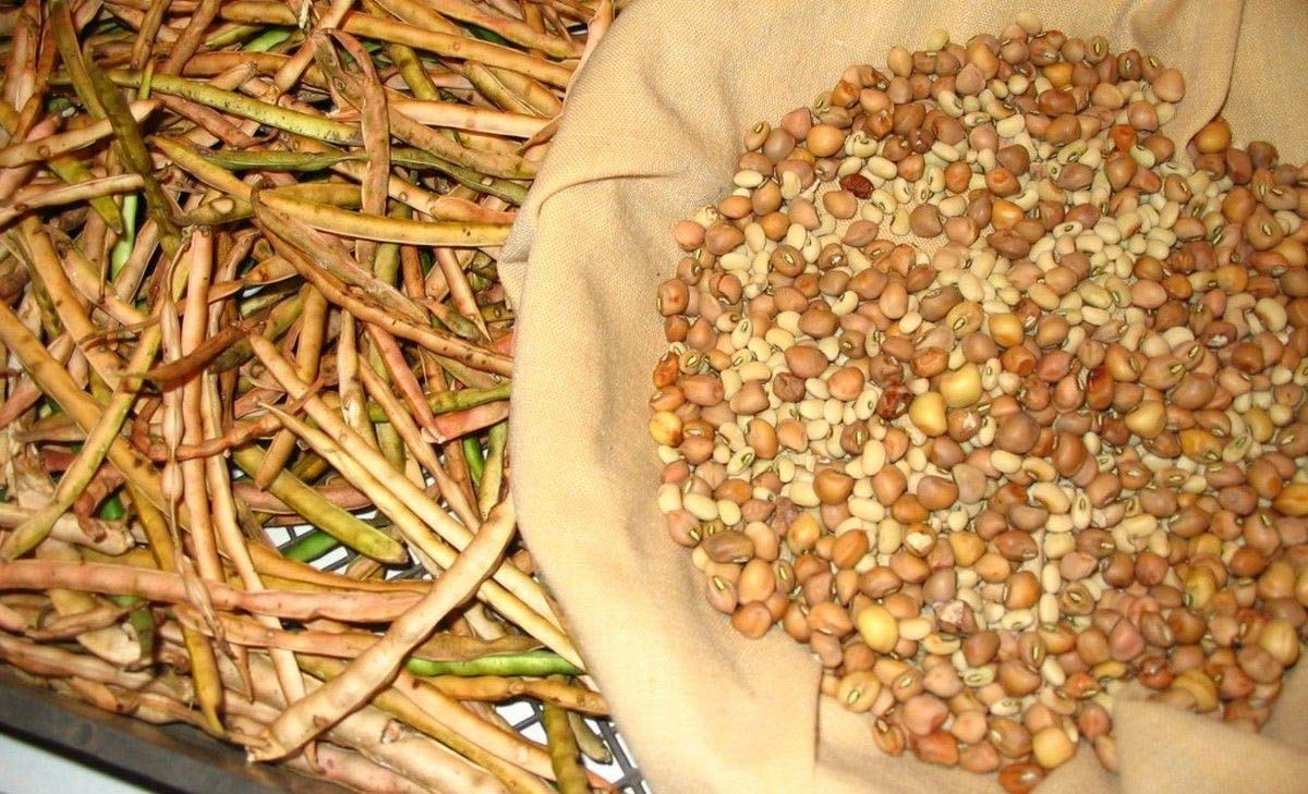 Cream Cowpea Seeds - Large, Easy-Shelling Southern Peas for Planting - 2-3 ft Bushy Plants (200 Seeds) | Perfect for Home Gardens, Canning & Southern Cooking