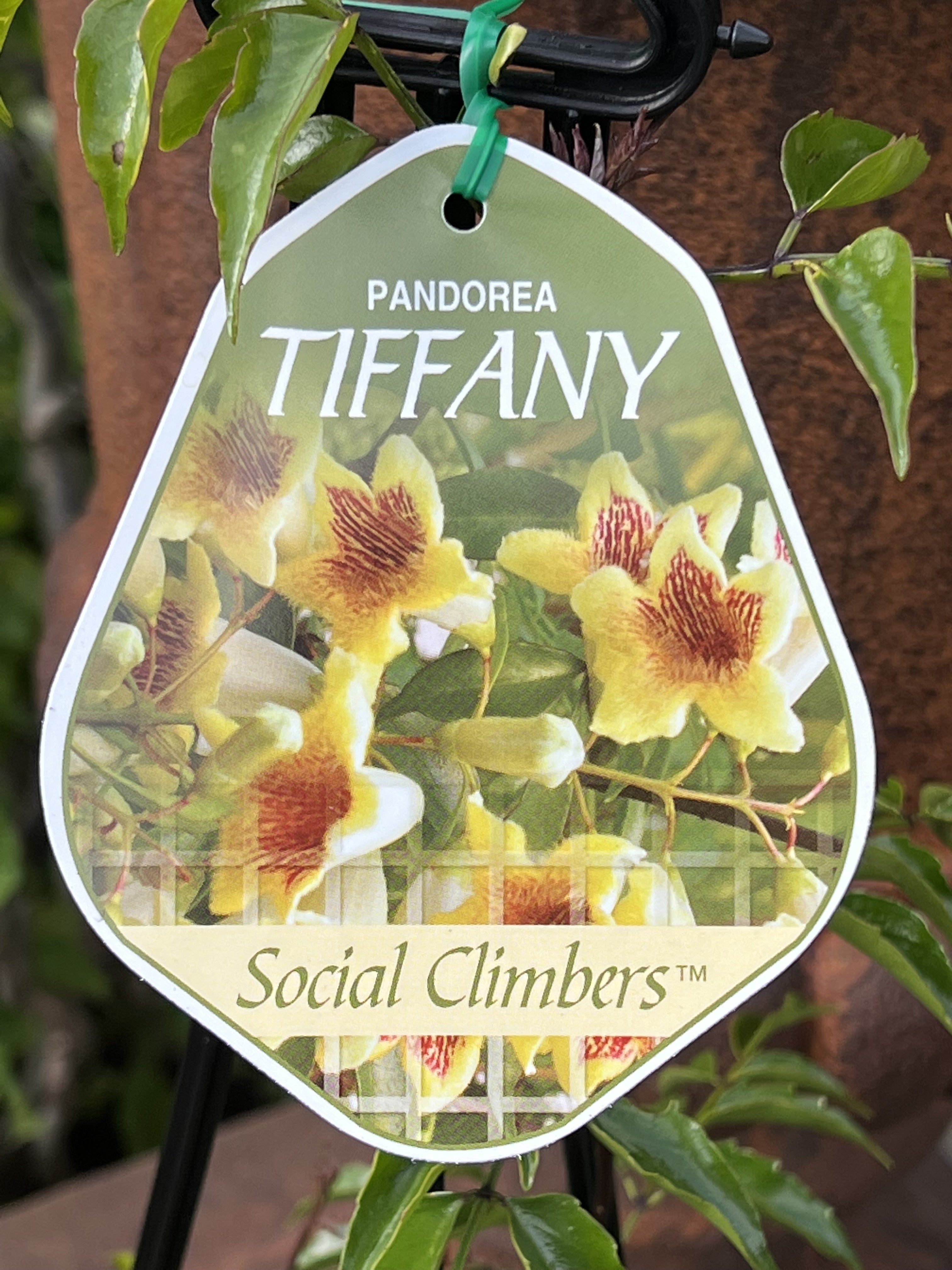 Pandorea 'Tiffany' - Fragrant Pink Bignonia Vine for Gardens, Fences & Trellises | Fast-Growing Flowering Plant for Outdoor Landscaping & Privacy Screening