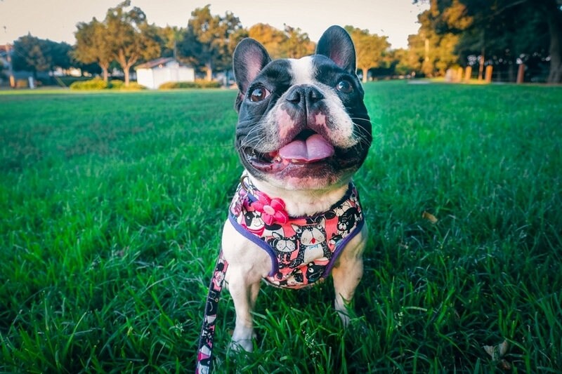 Premium Dog Harness Set for French Bulldogs, Pugs & Boston Terriers - Adjustable Pink Pet Vest with Leash | Perfect for Walking, Training & Outdoor Adventures