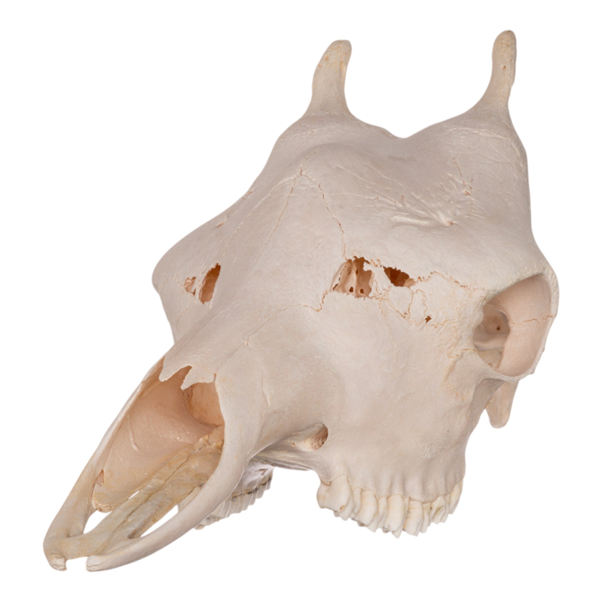 Authentic Southern Giraffe Skull - Female Specimen Without Jawbone - Perfect for Taxidermy, Home Decor, and Educational Displays