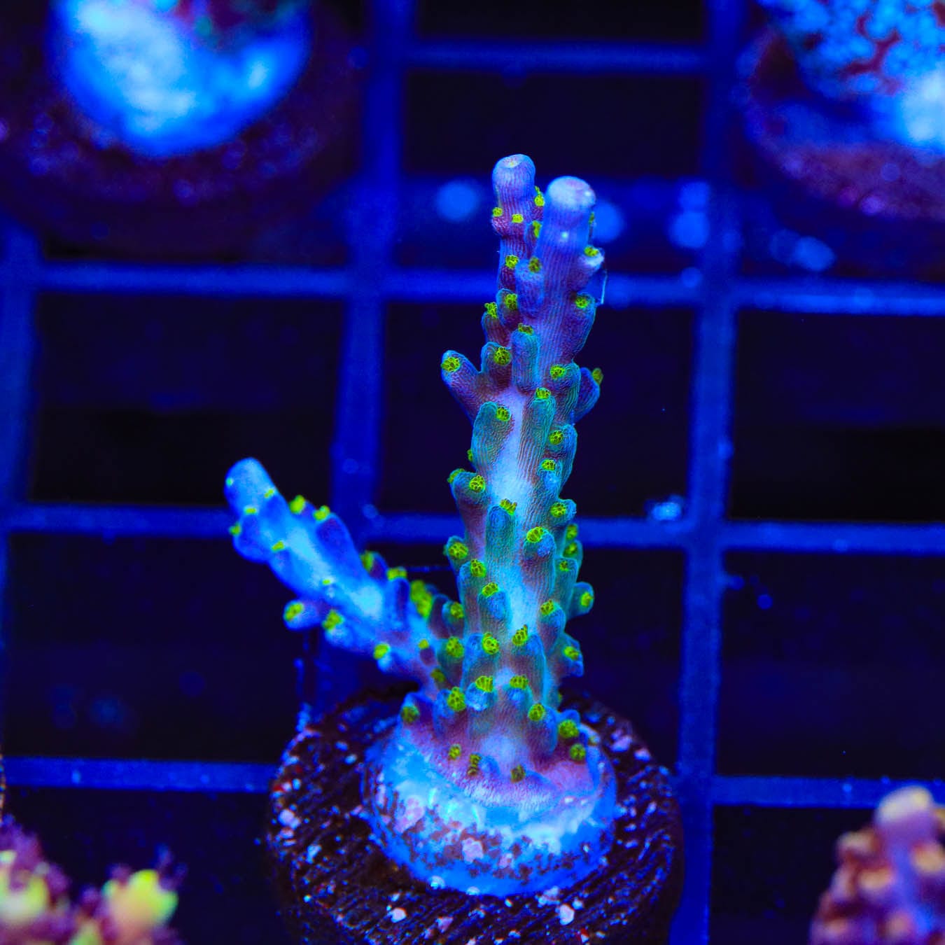 Garf Bonsai Acropora Coral - Premium Saltwater Aquarium Coral for Reef Tanks | Perfect for Marine Aquascaping & Coral Propagation