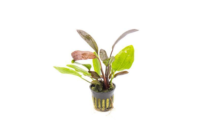 TCulture Echinodorus Red Flame Aquatic Plant - Live Aquarium Plant for Fish Tank Decor | Perfect for Freshwater Aquascaping & Tropical Fish Habitats