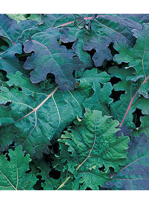 Organic Red Russian Kale Seeds - Non-GMO, 100g or 600g Pack - Nutrient-Rich Superfood for Eye & Heart Health - Perfect for Home Gardening, Smoothies & Healthy Recipes