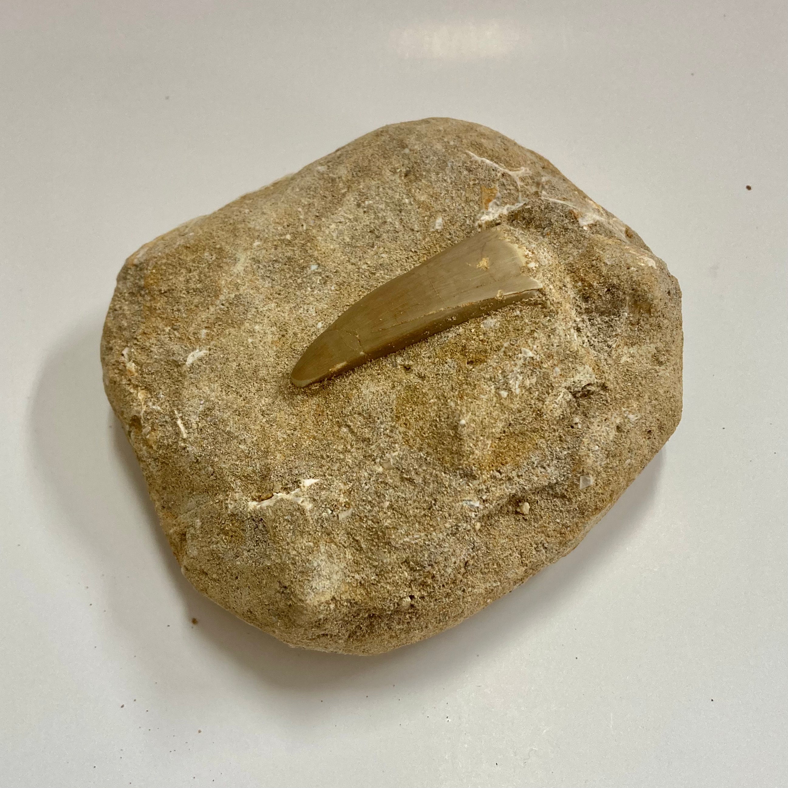 Authentic Mosasaur Tooth Fossil - Genuine Prehistoric Dinosaur Teeth for Collectors, Paleontology Enthusiasts & Home Decor | Perfect for Display Cases, Educational Projects & Unique Gifts