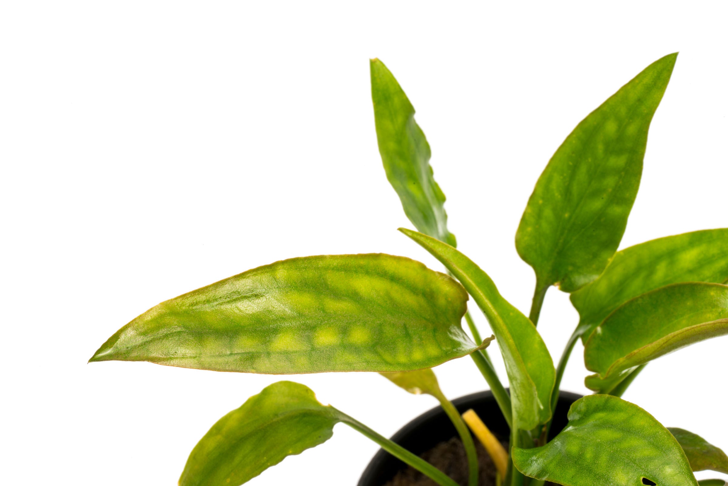 Cryptocoryne Pontederiifolia Live Aquatic Plant for Aquariums - Easy Care Freshwater Plant for Fish Tanks, Ponds & Aquascaping (Perfect for Beginners & Low-Tech Setups)
