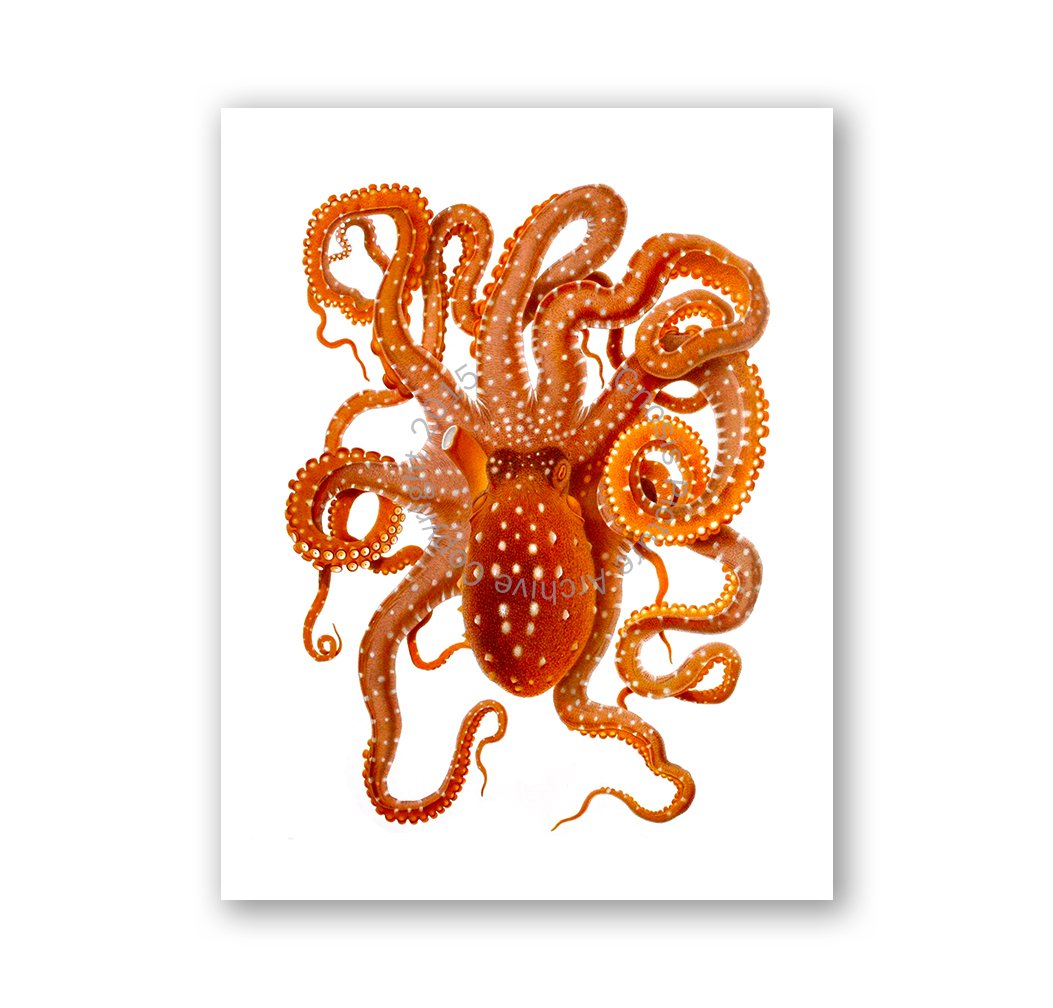 Gnosis Picture Archive - Set of 6 Beach Wall Art Prints with Octopus Decor | Unframed Coastal Wall Decor for Living Room, Bedroom, or Bathroom
