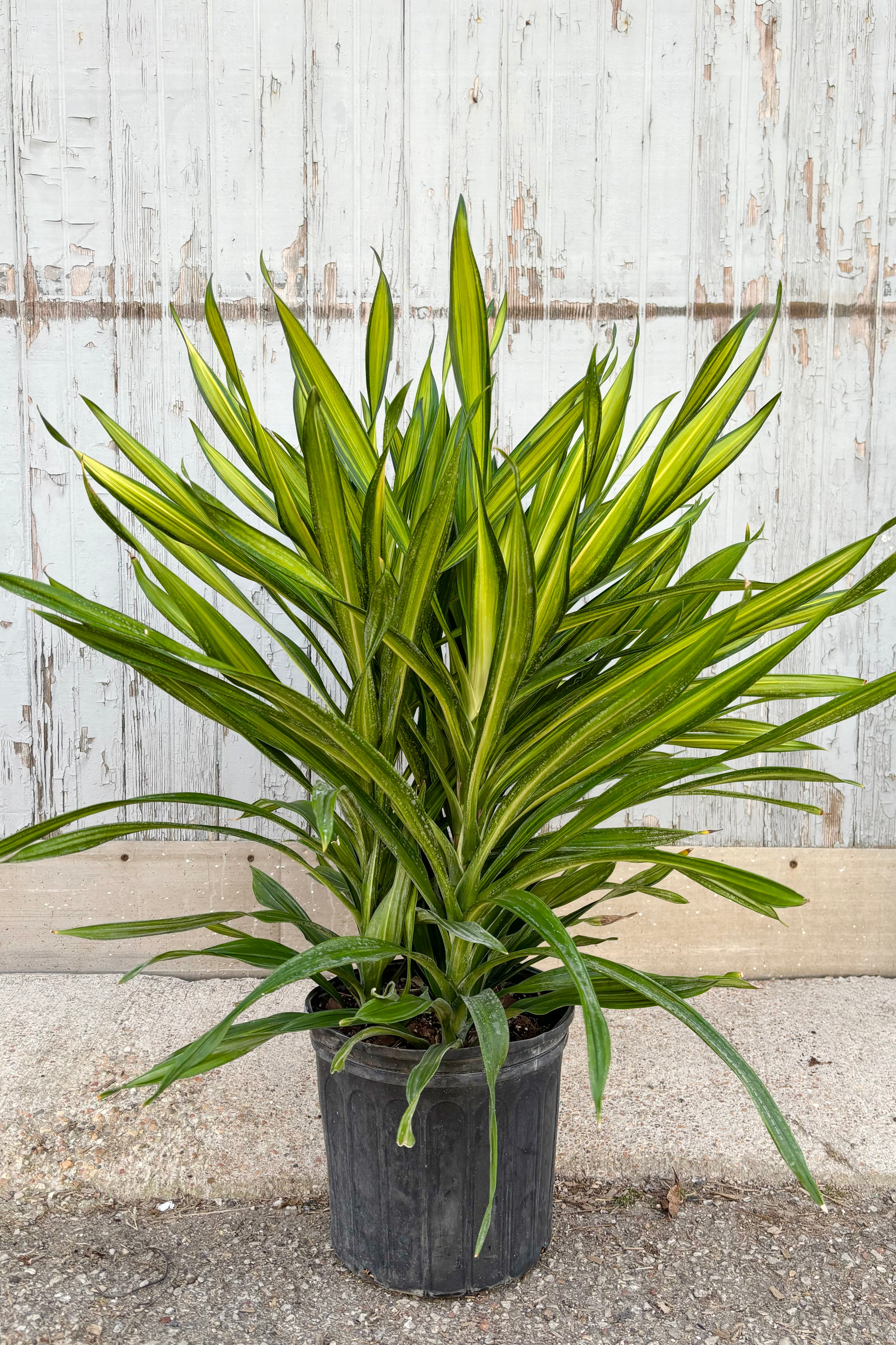 Dracaena 'Rikki' Live Plant - 10