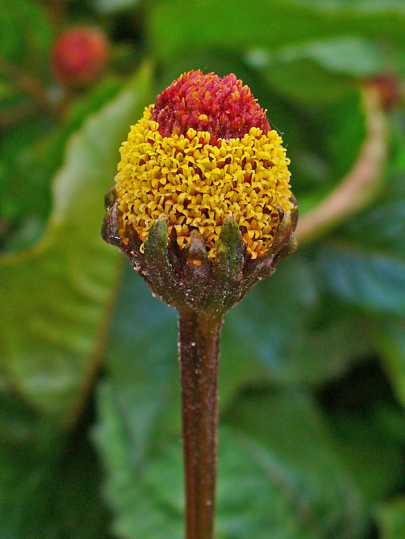 Electric Daisy Toothache Plant Seeds (Acmella Oleracea) - 119 Organic Buzz Buttons Seeds for Planting, Natural Pain Relief Herb - Perfect for Home Gardens, Medicinal Herb Gardens & DIY Remedies