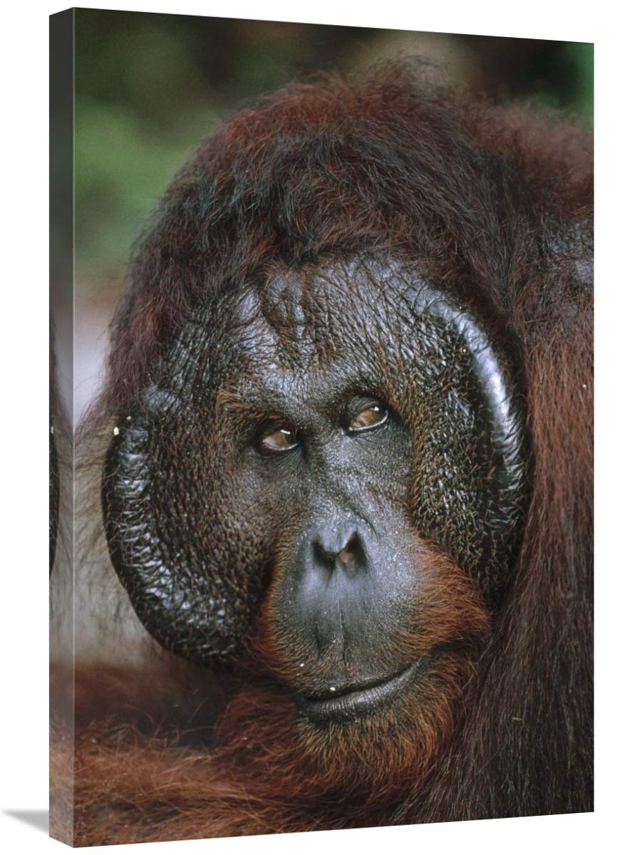 Orangutan Canvas Art Print - 20x30 Inches, Tanjung Puting National Park Borneo Wildlife Wall Decor - Perfect for Living Room, Office & Jungle Theme Nursery