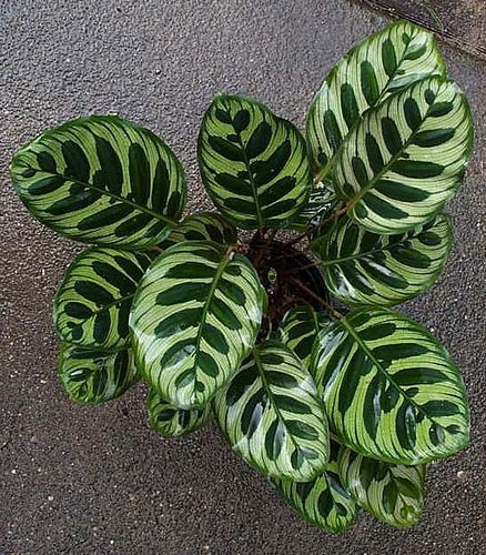 Calathea Makoyana (Peacock Plant) - 10 Live Indoor Plants in 4 Inch Pots - Easy to Grow Air Purifying Houseplant for Home, Office & Bedroom Decor