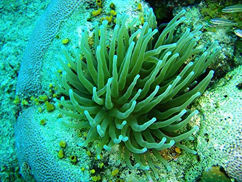 20x30 Inch Laminated Caribbean Anemone Poster - Vibrant Colors & High-Quality Print - Perfect for Home Decor, Office, or Gift - Fits Standard Frames