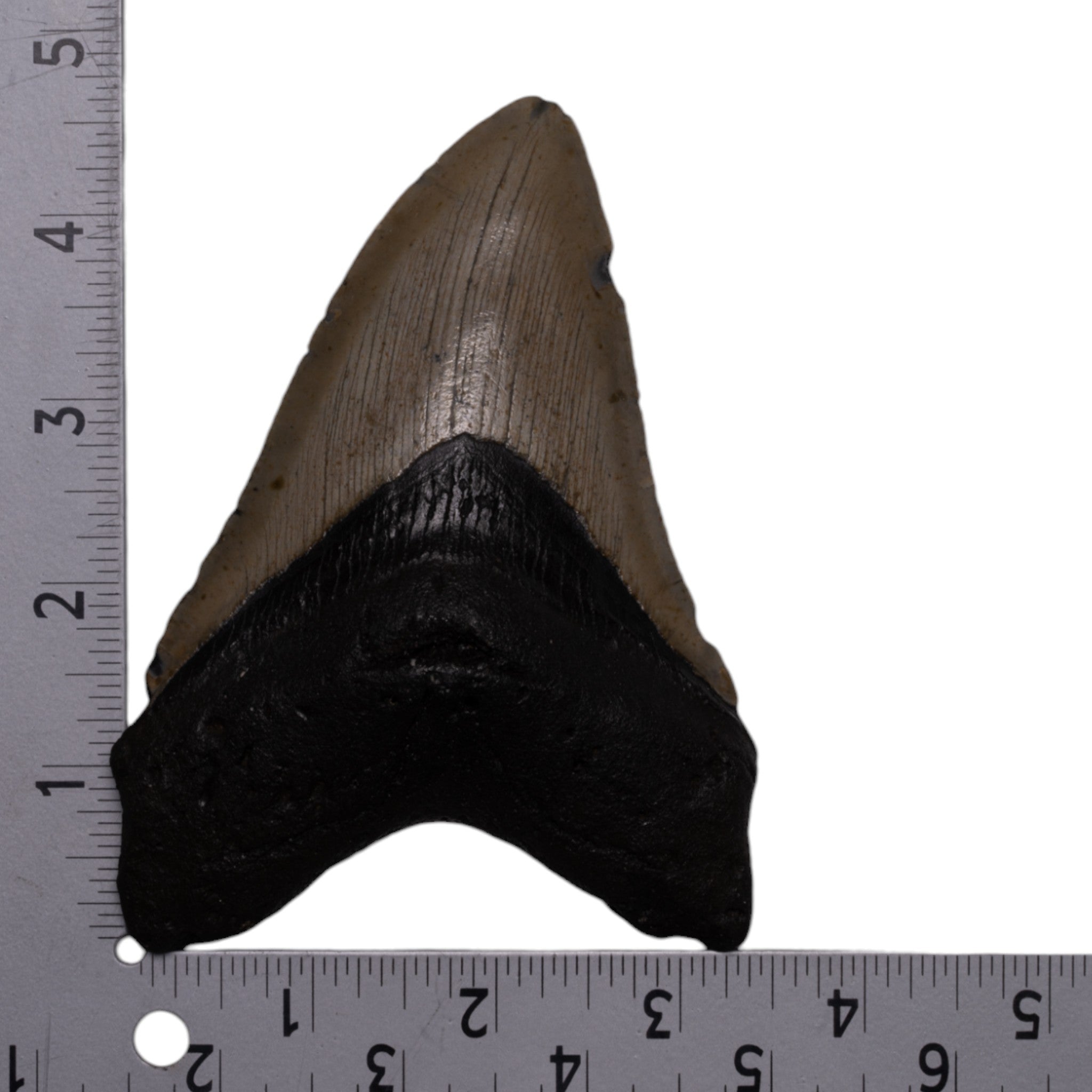 Authentic Megalodon Shark Tooth Fossil - Genuine Collector's Item for Jewelry Making, Home Decor & Educational Displays