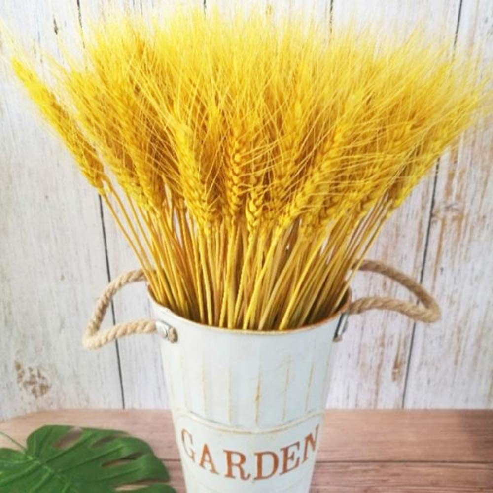50 Pcs Natural Dried Wheat Ear Flowers Bouquet - Real Wheat Stalks for Wedding Decor, Party Centerpieces, DIY Crafts, Scrapbooking & Home Decoration (Yellow) | Rustic Farmhouse, Boho Wedding, Fall Seasonal Decor