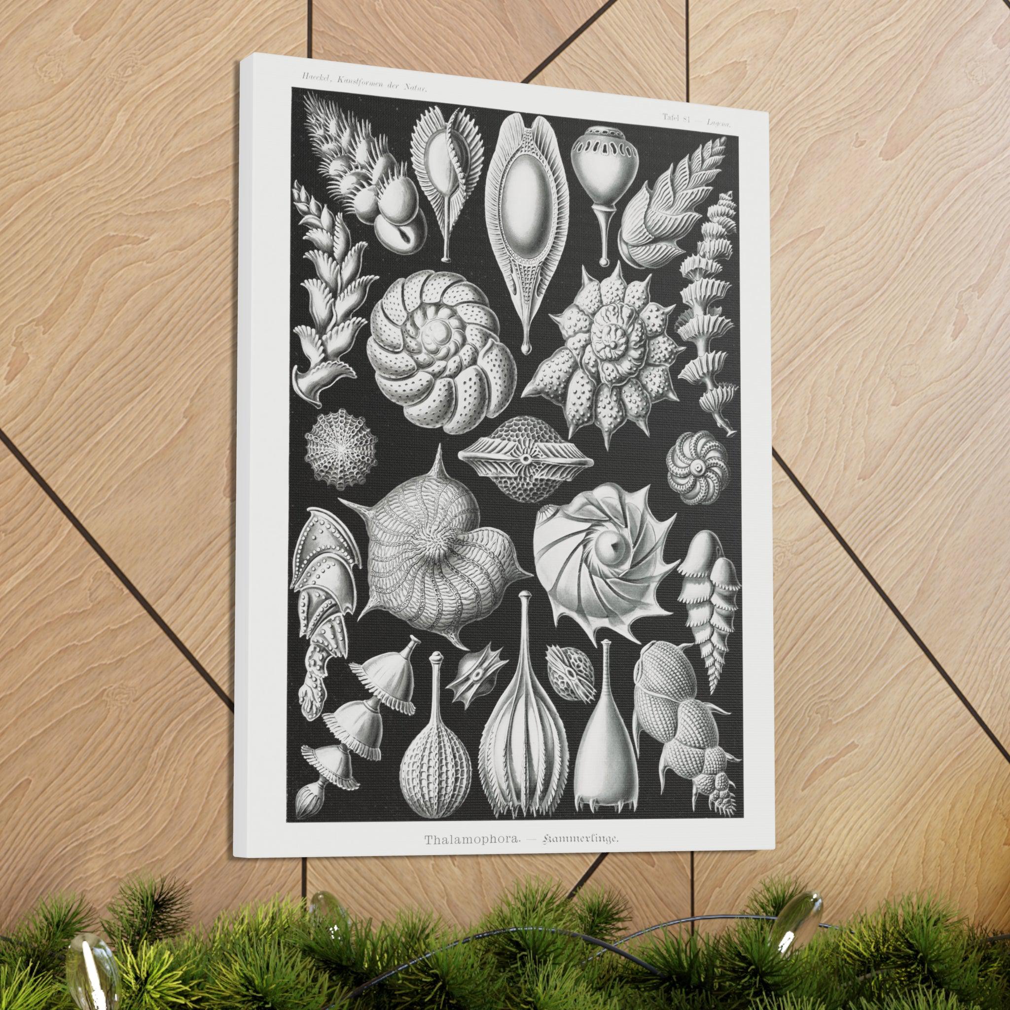Ernst Haeckel Thalamophora Kammerlinge Art Print - Premium Canvas Wall Decor for Living Room, Bedroom & Office