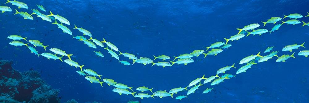 Peel & Stick Wall Mural - School of Fish Great Barrier Reef Design (36x12 inches) | Easy Removable Wallpaper for Kids Room, Nursery, Classroom & Office Decor