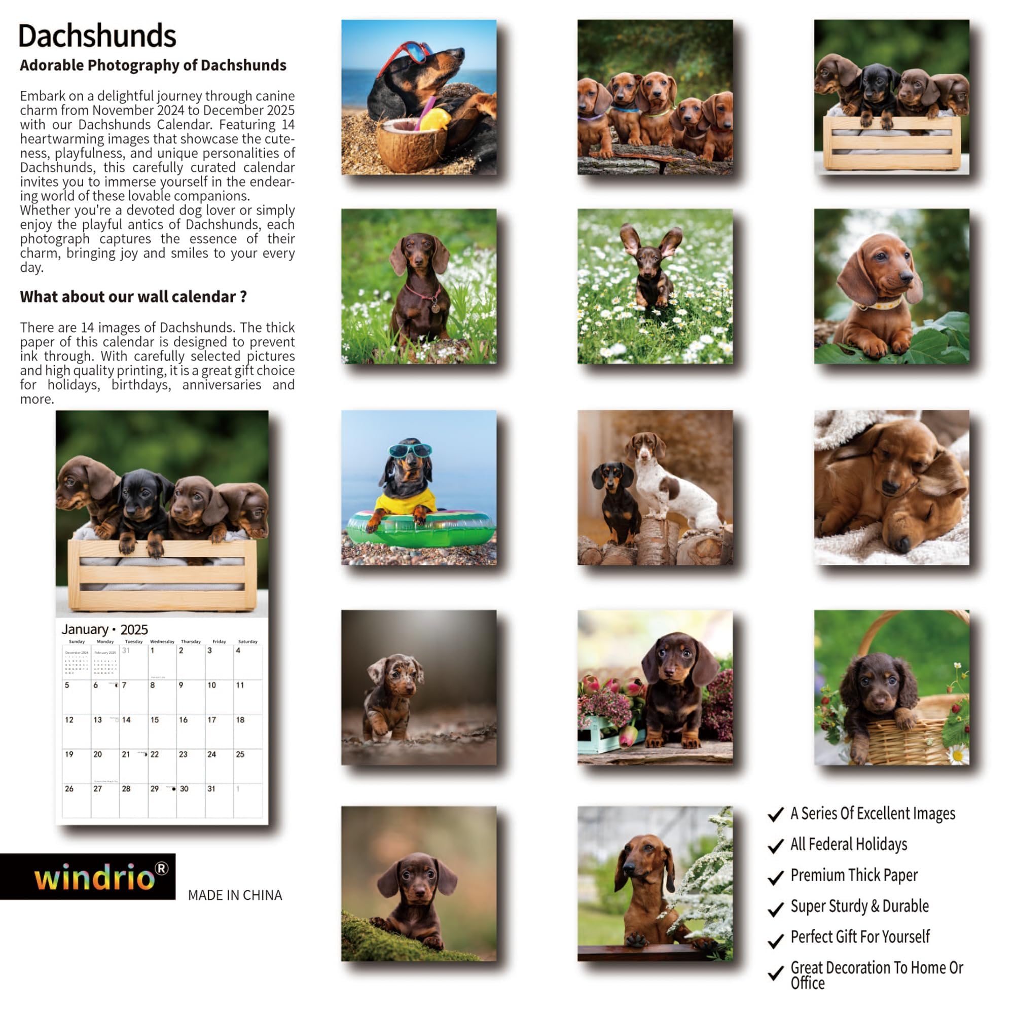 2025-2026 Wall Calendar with Dachshund Design | January 2025 to June 2026 | 12