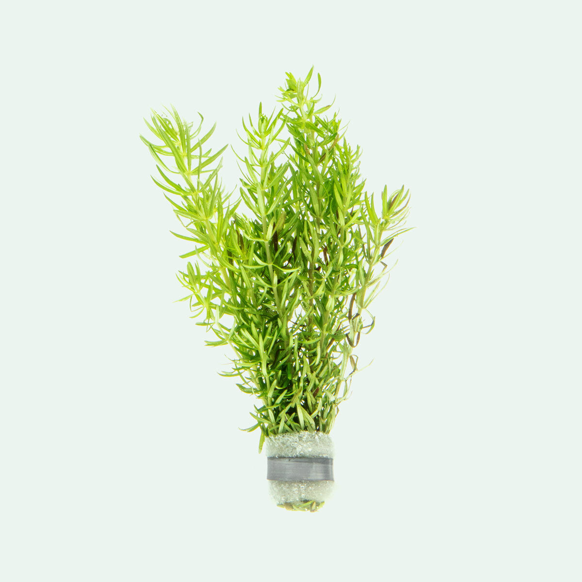 Pogostemon Erectus Live Aquarium Plant - Tissue Culture Cup for Freshwater Fish Tanks | Perfect for Aquascaping, Shrimp Tanks & Aquatic Gardens