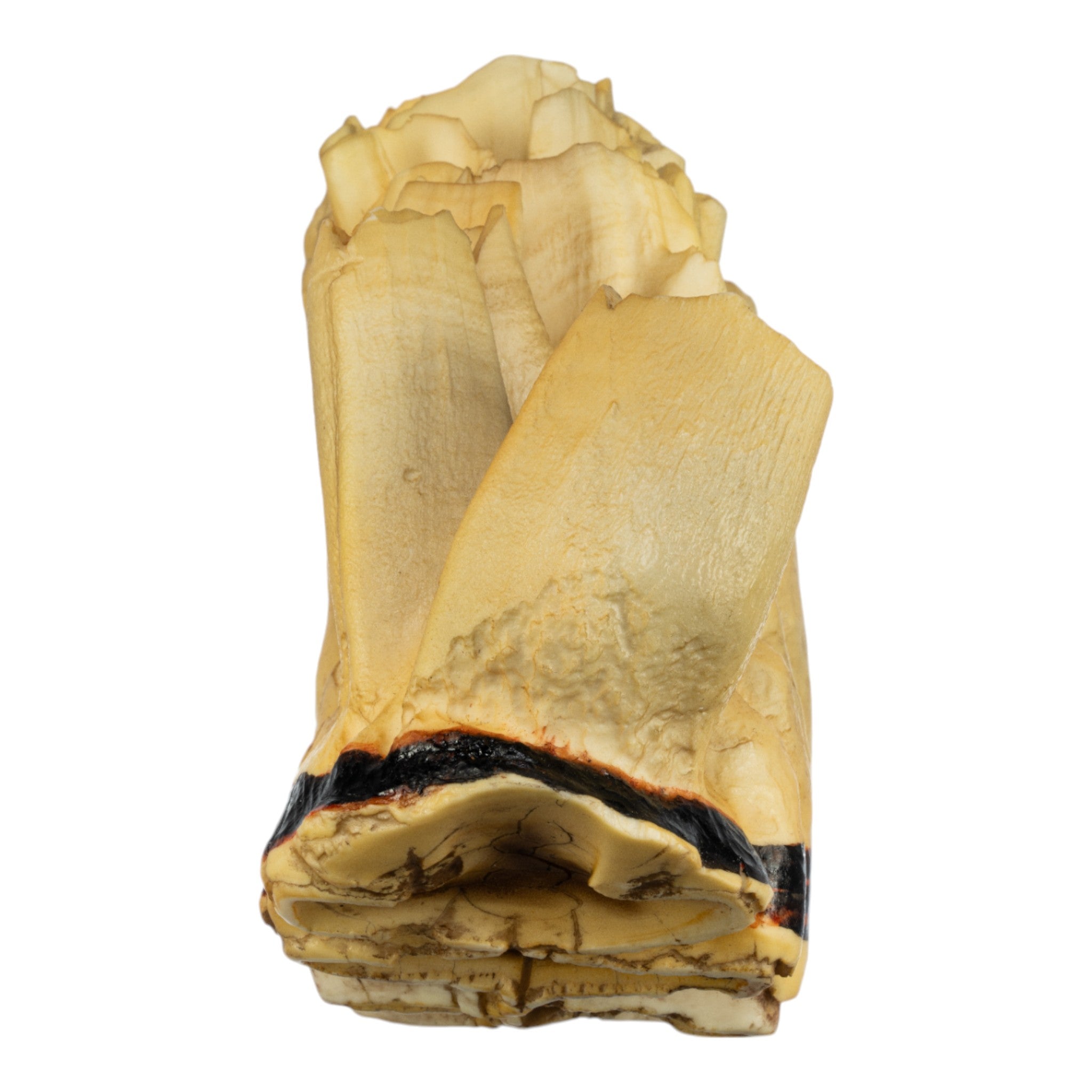 Authentic African Elephant Ivory Replica - Handcrafted Collectible for Home Decor & Safari Themed Gifts | Perfect for Wildlife Enthusiasts & Interior Design