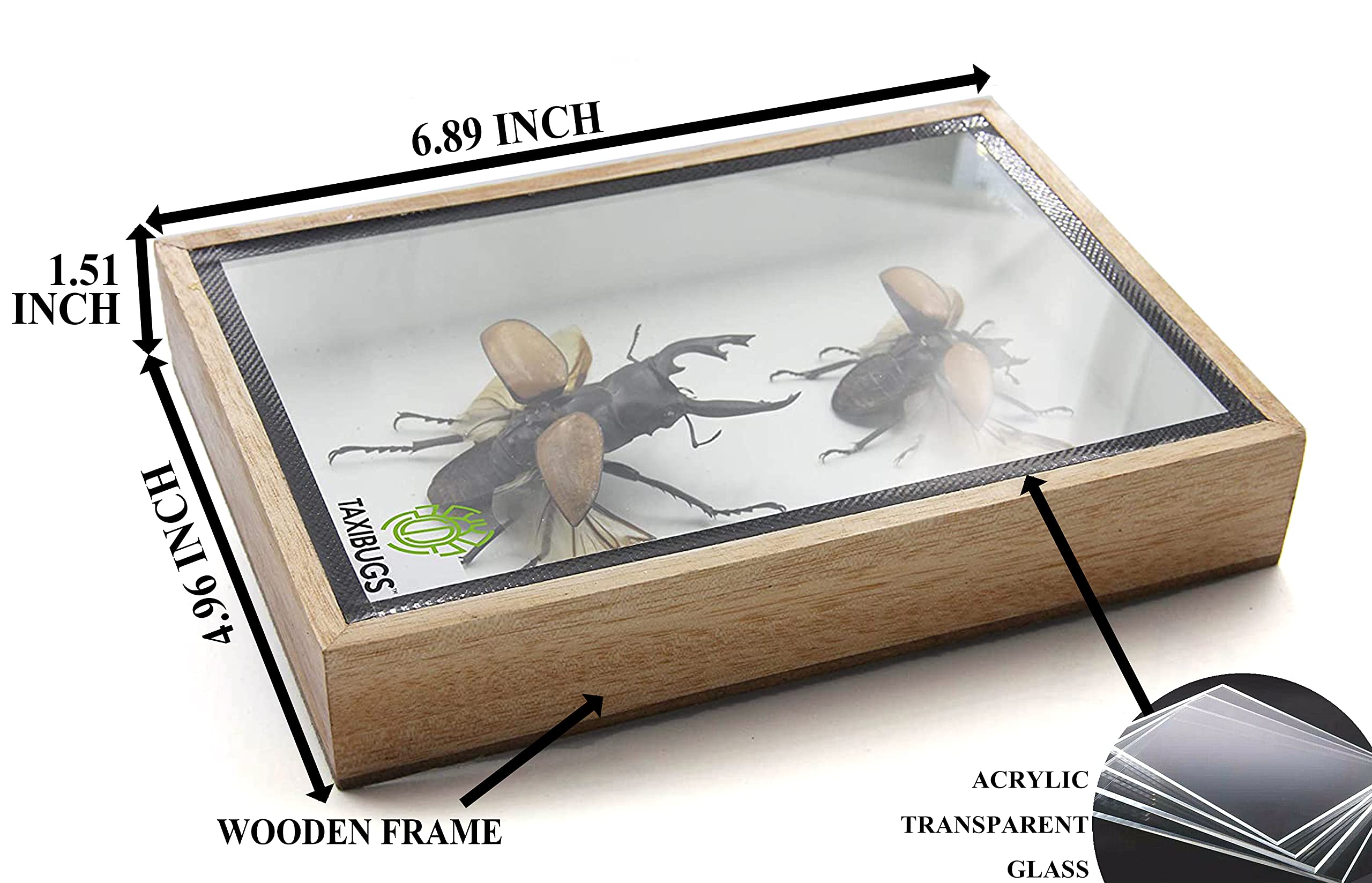 Odontolabis Elegans Beetle Taxidermy Display - Male & Female Entomology Specimen in Wooden Frame Box | Insect Collection, Home Decor, Educational Display