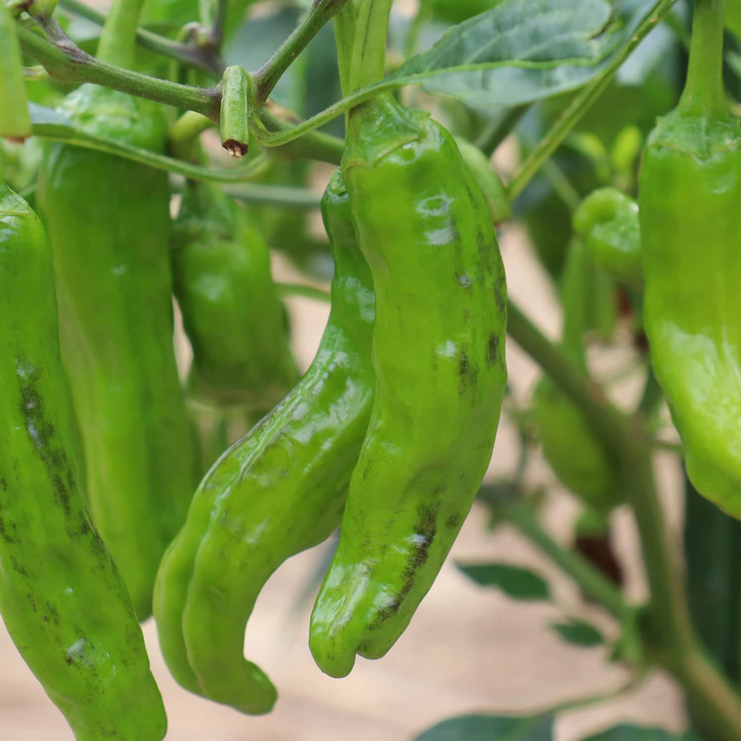 Bonnie Plants Shishito Pepper 19.3 oz. 4-Pack - Fresh Mild Japanese Peppers for Grilling, Stir-Frying & Pickling - Perfect for Home Gardens & Cooking Enthusiasts