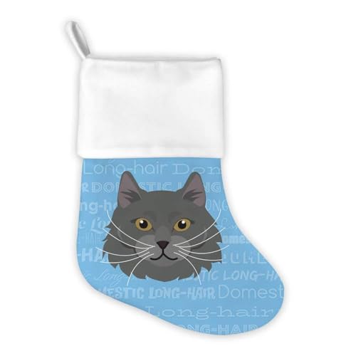 Domestic Long Hair - Grey