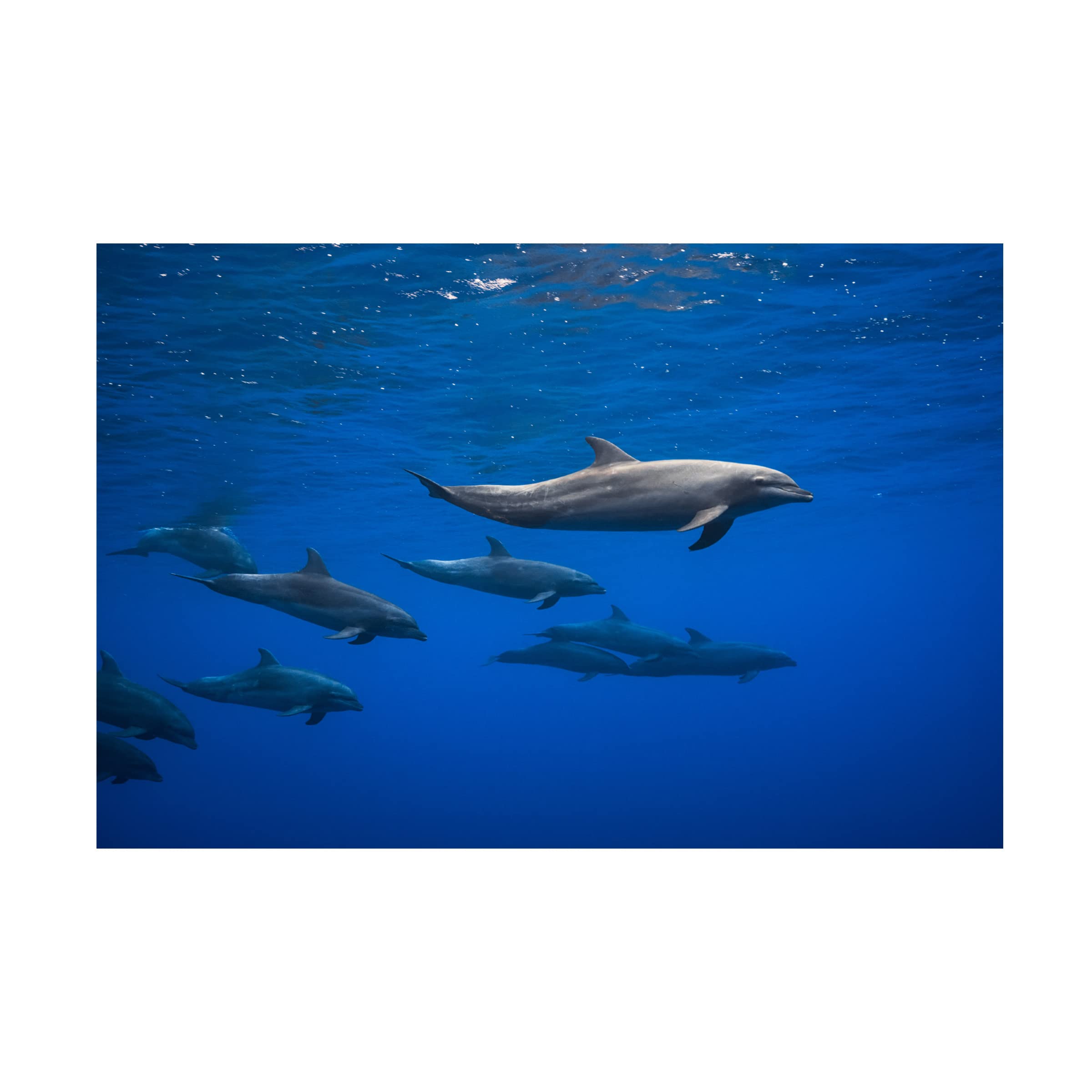 Trademark Fine Art 'Dolphins' Canvas Wall Art by Barathieu Gabriel - Stunning Ocean Wildlife Painting for Living Room, Bedroom & Office Decor