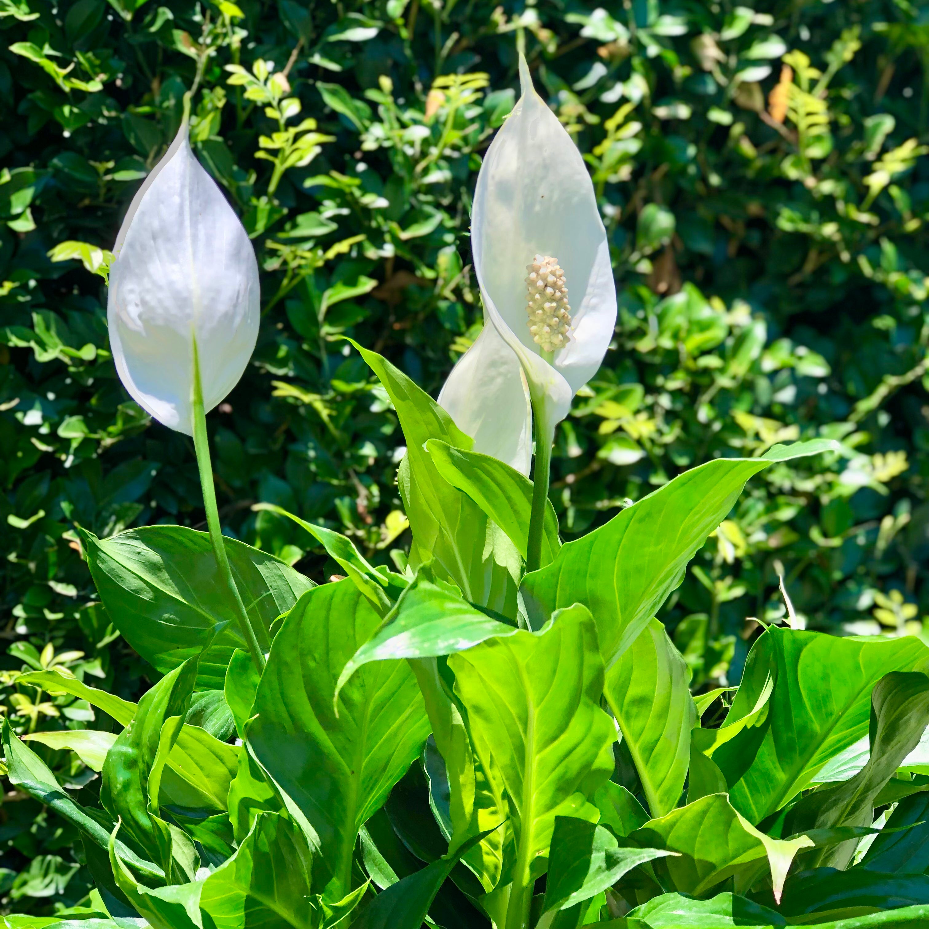 Peace Lily (Spathiphyllum) Houseplant in Decorative Planter - Perfect for Home Office Decor & Air Purifying Indoor Plants