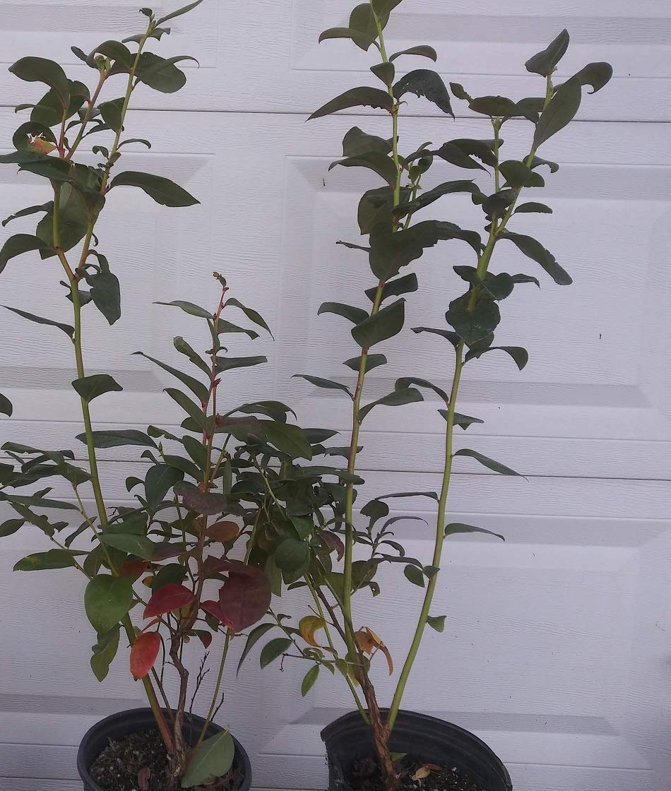 Organic Northcountry Blueberry Starter Plants (Pack of 2) - Sweet, Hardy & Fast-Growing Blueberry Bushes for Home Gardens, Patios & Landscaping