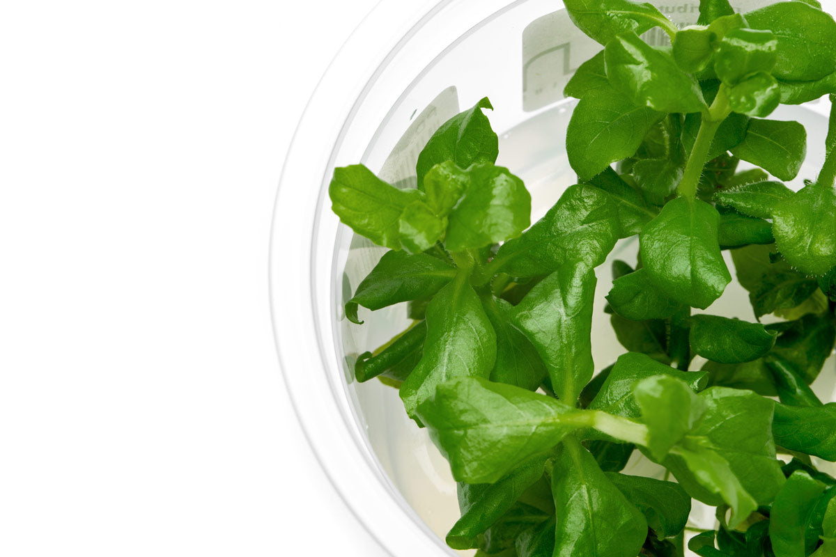 Hygrophila Difformis Pink - Live Aquarium Plant for Freshwater Fish Tanks | Easy Care Aquatic Plant for Beginners | Perfect for Aquascaping and Shrimp Tanks