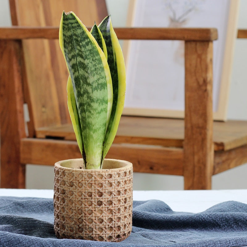 Natural Rattan Texture Cement Planter - Modern Indoor/Outdoor Flower Pot for Home Decor, Succulents, and Plants | Perfect for Living Room, Patio, and Garden Decor