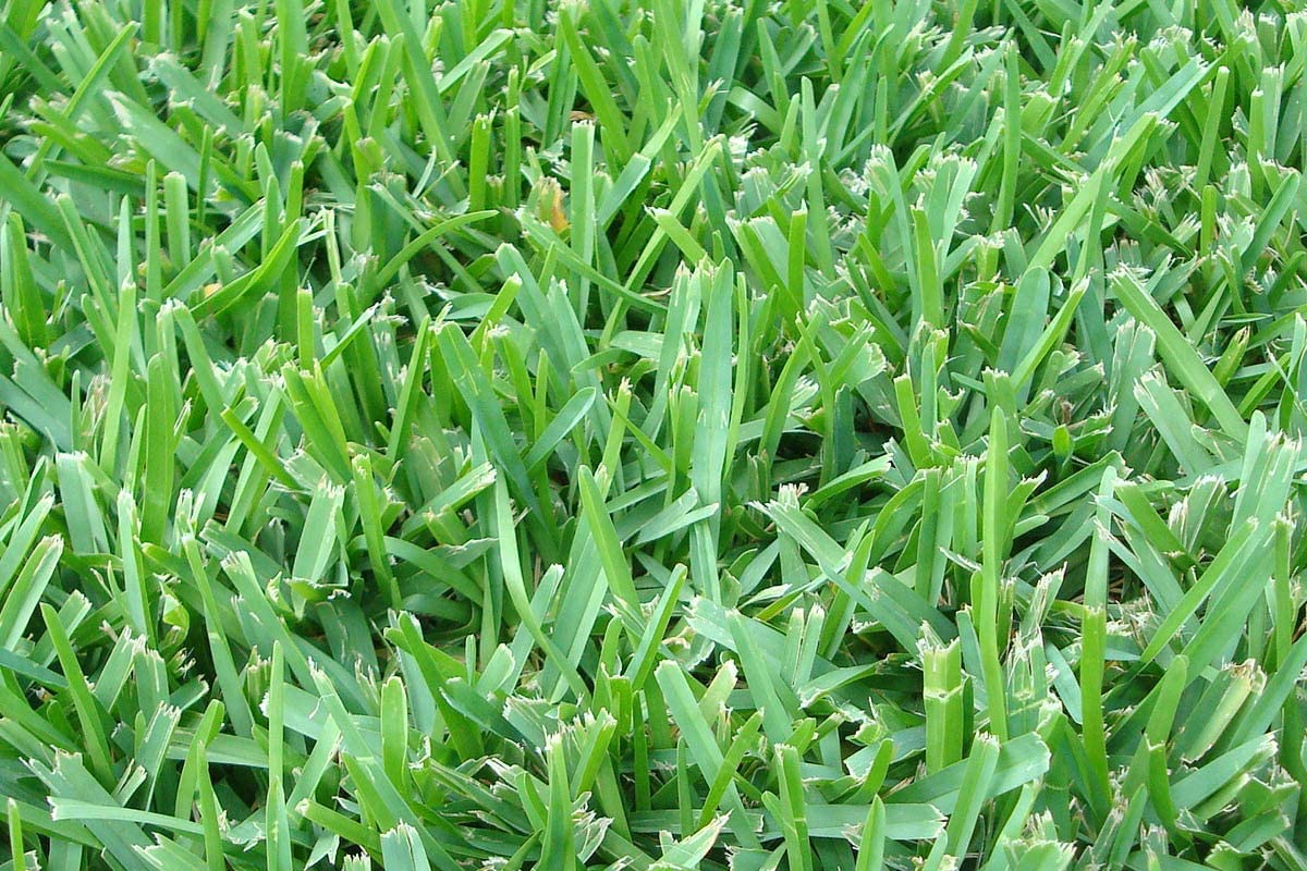 St. Augustine 'Floratam' 3 Inch Sod Plugs - 54 Extra Large Live Grass Plugs - Drought, Salt & Shade Tolerant Turf Grass for Lawns, Landscaping & Coastal Areas