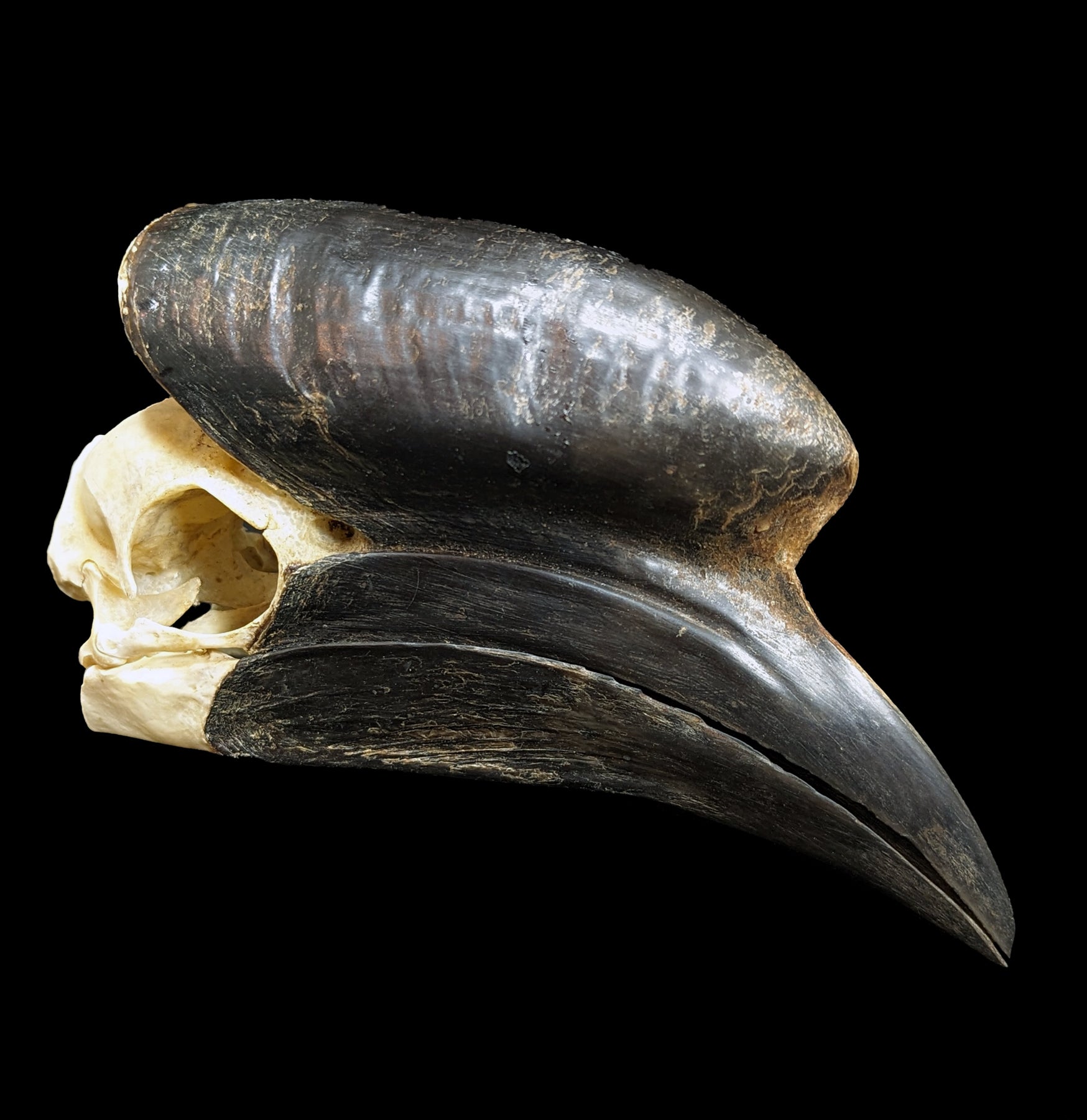 Black Casqued Hornbill Skull - Authentic Taxidermy Specimen for Home Decor, Gothic Collection & Unique Gifts - Perfect for Halloween, Dark Aesthetic & Oddity Displays