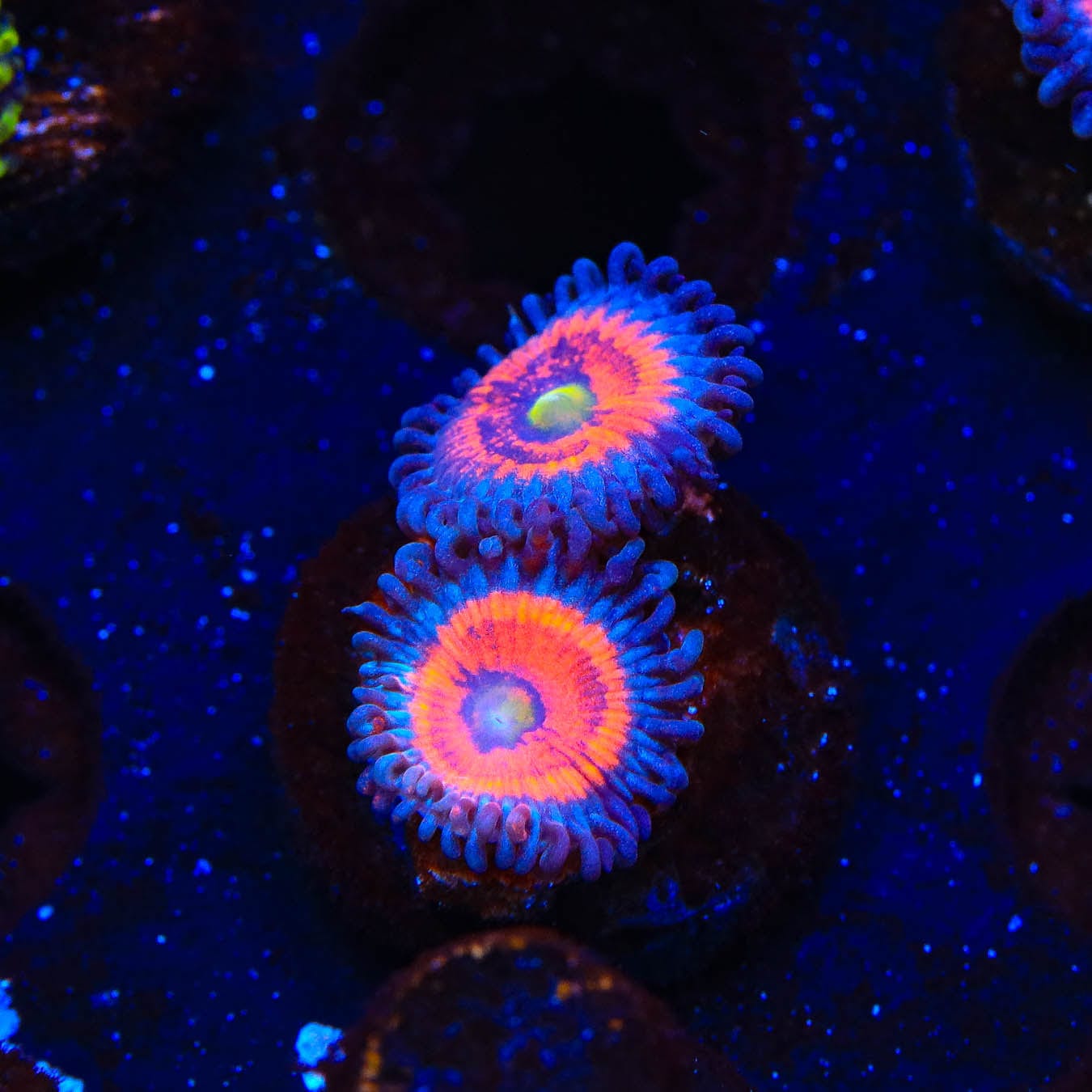 Everlasting Gobstopper Zoanthids Coral - Vibrant Saltwater Aquarium Coral for Reef Tanks & Marine Displays | Perfect for Home Aquascaping & Coral Propagation
