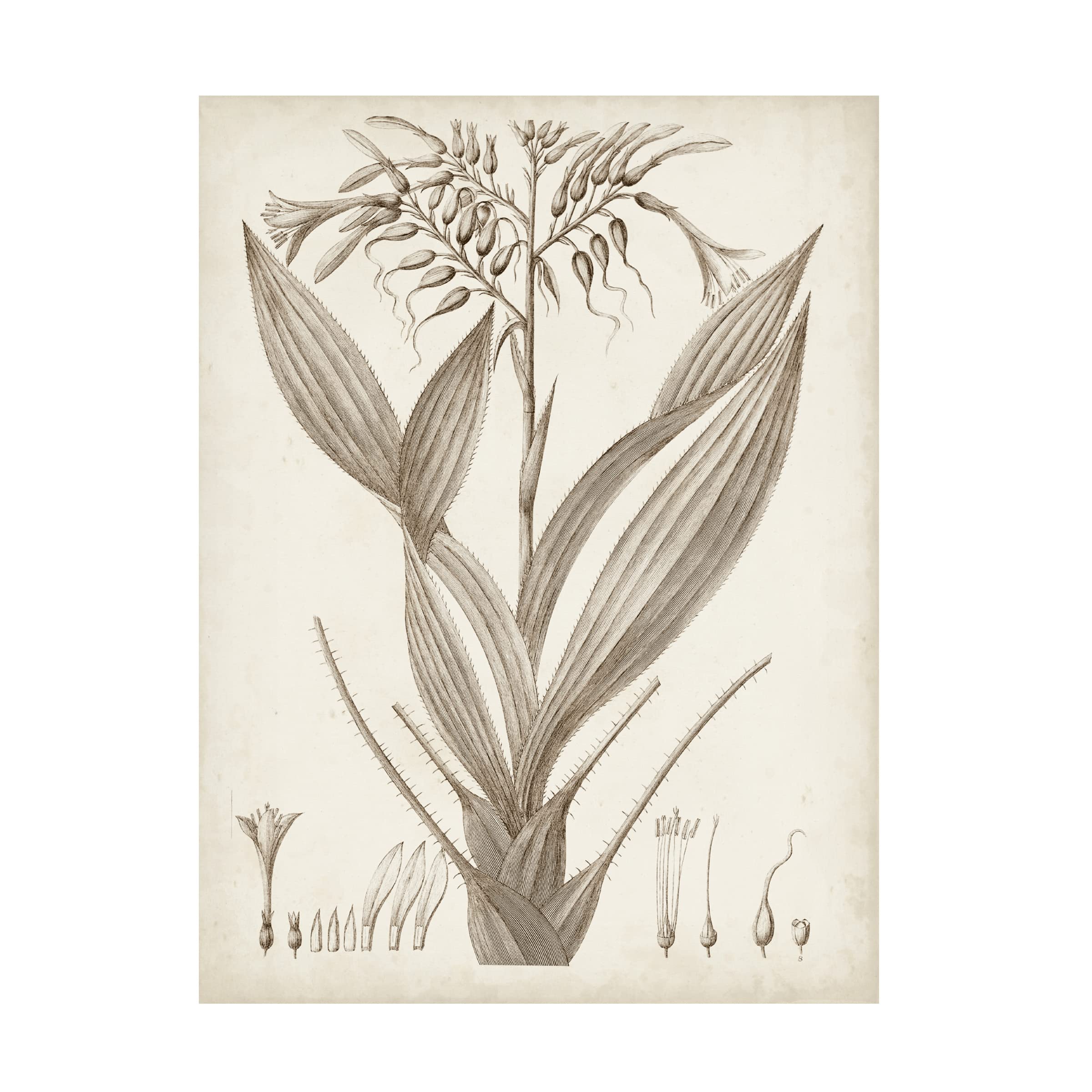Sepia Exotic Plants VII Canvas Wall Art Print - Vintage Botanical Decor for Living Room, Bedroom & Office - Premium Gallery-Wrapped Painting by Vision Studio