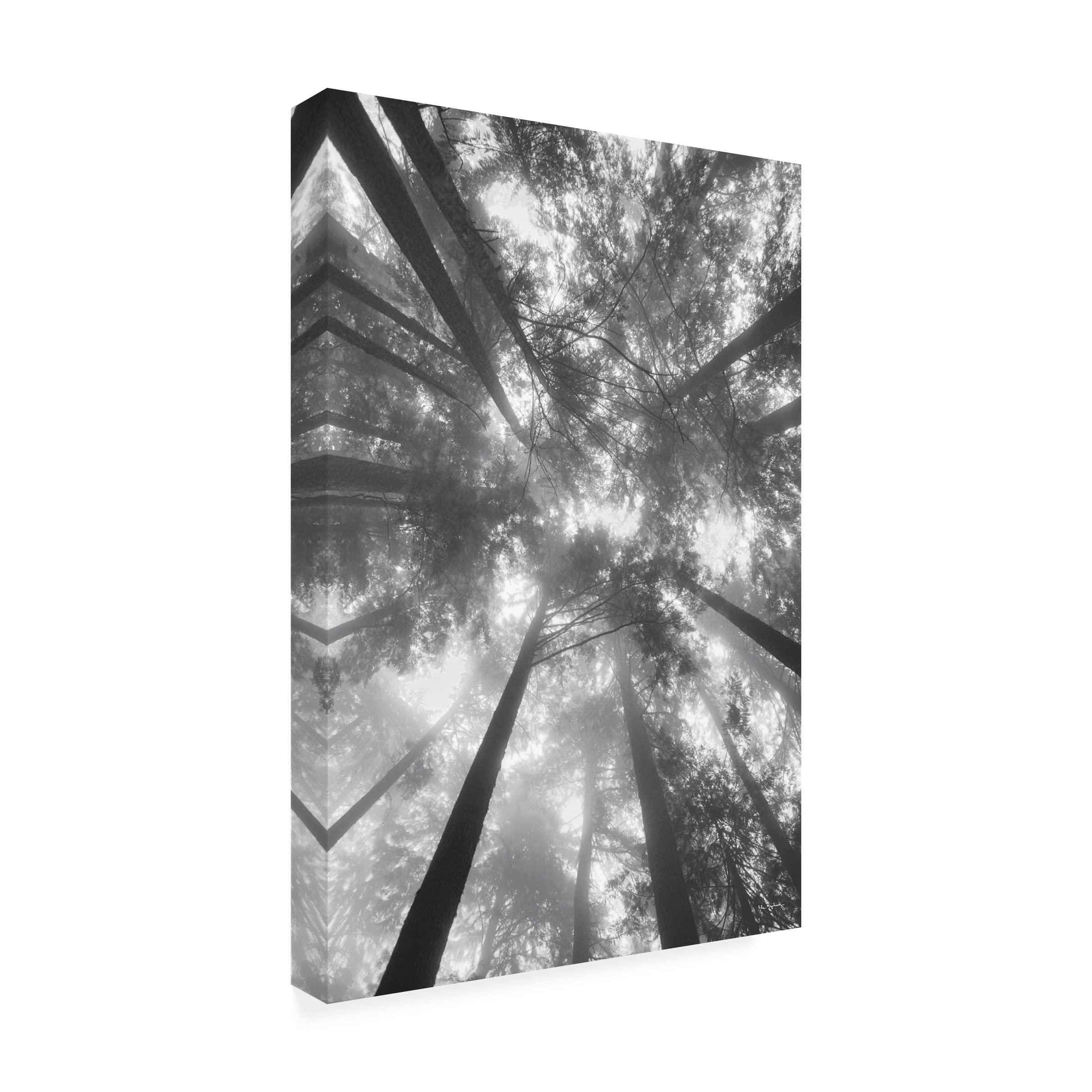 Alan Majchrowicz 'Fir Trees I BW' Black & White Landscape Canvas Wall Art - Perfect for Living Room, Bedroom & Office Decor