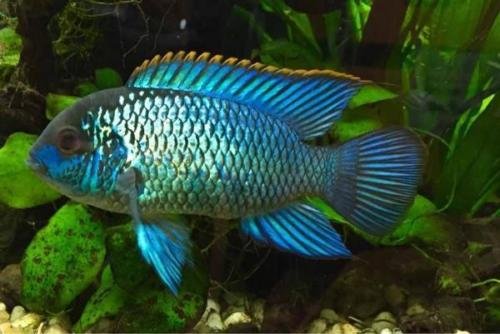 Electric Blue Acara Cichlid - Live Freshwater Aquarium Fish for Sale | Vibrant Tropical Fish for Home & Office Aquariums | Perfect for Community Tanks & Aquatic Displays