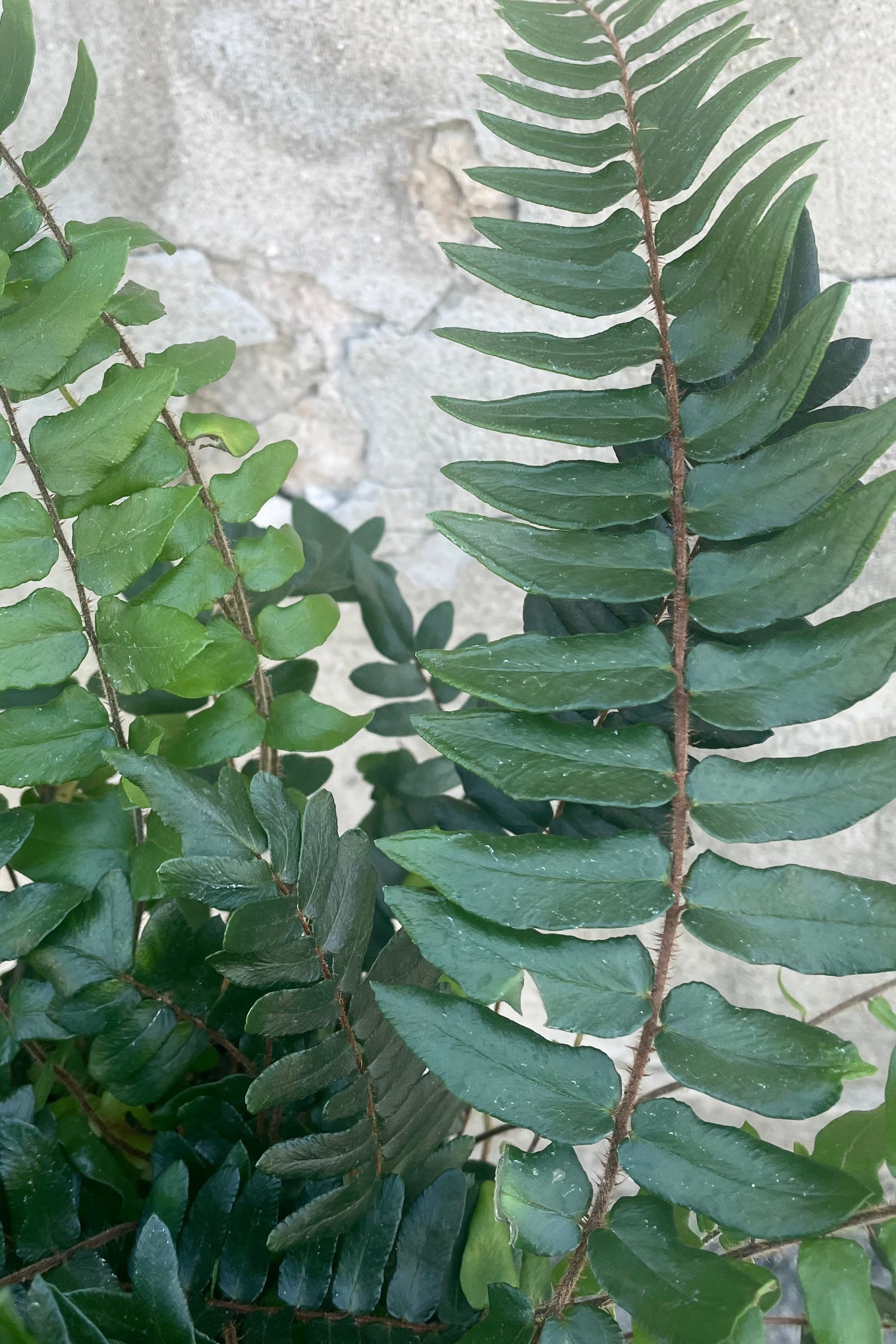 Cyrtomium Falcatum Holly Fern - 6