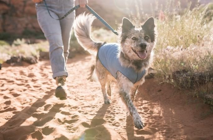 Sun Shield UV Protection Dog T-Shirt for Canines - Anxiety Relief & Wound Care Shirt - Prevents Foxtails & Alopecia - Machine Washable All-Season Pet Tee (Size 16, Neon Orange) - Perfect for Outdoor Adventures, Vet Visits & Post-Surgery Recovery