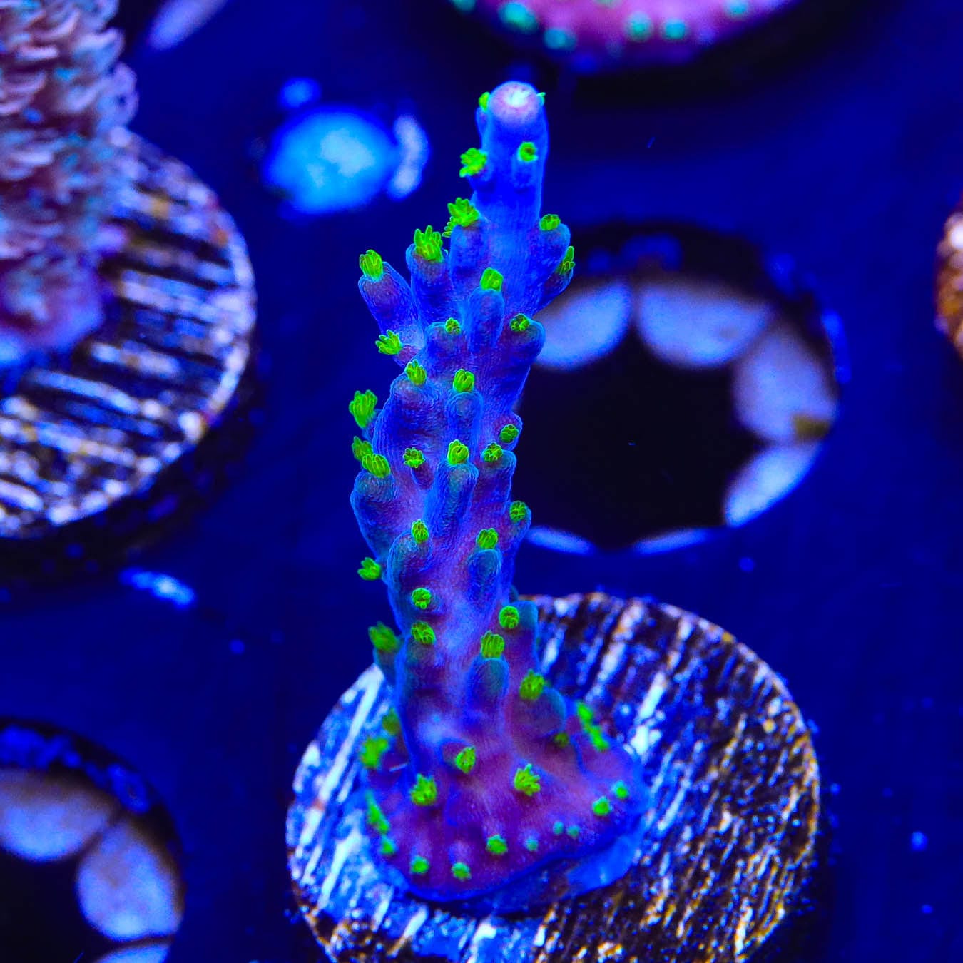 Garf Bonsai Acropora Coral - Premium Saltwater Aquarium Coral for Reef Tanks | Perfect for Marine Aquascaping & Coral Propagation