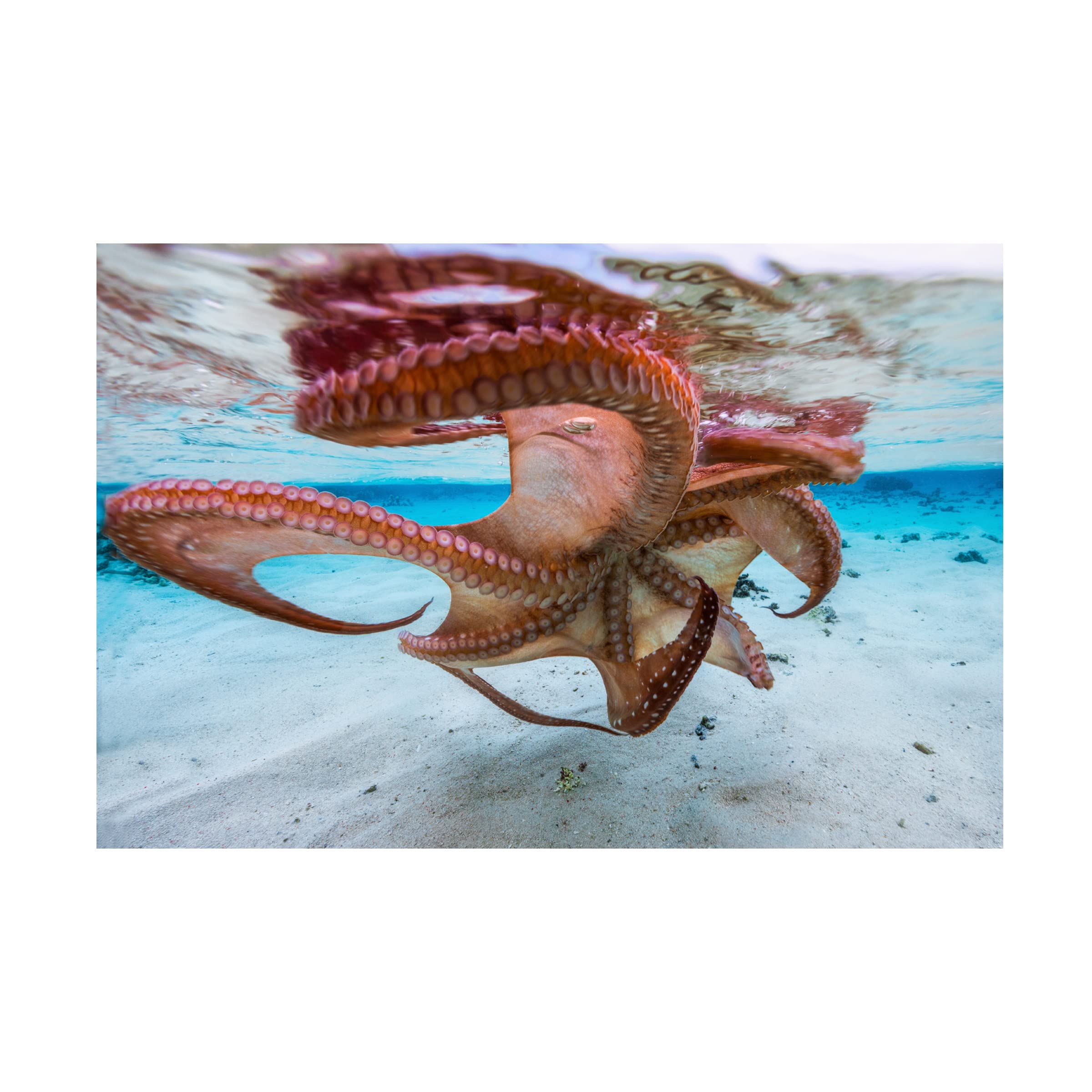 Trademark Fine Art 'The Octopus Underside' Canvas Wall Art Print by Barathieu Gabriel - Modern Ocean Themed Decor for Living Room, Bedroom & Office