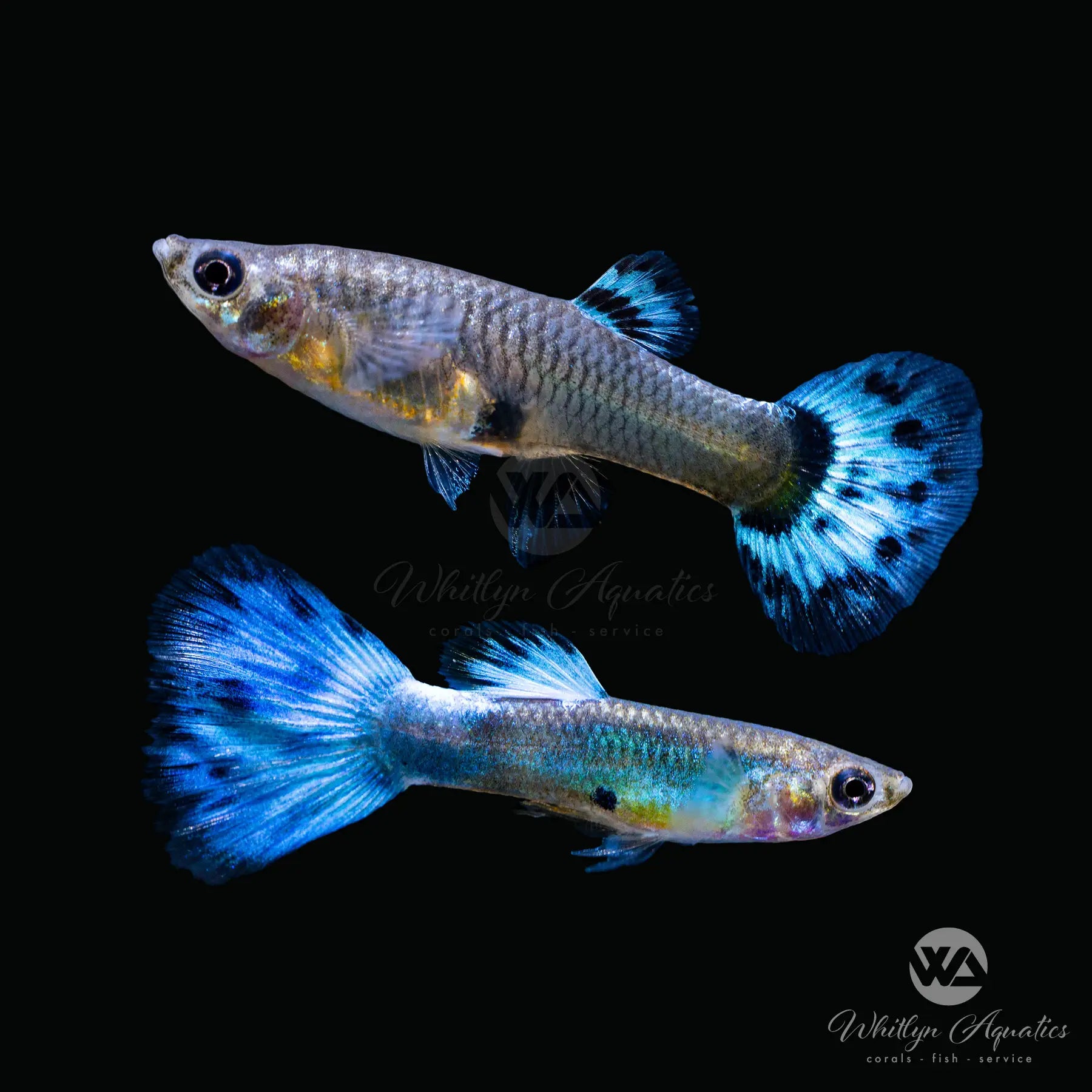 Premium Blue Diamond Guppy Pair (1 Male 1 Female) - Live Tropical Fish for Aquarium, Fish Tank, and Home Decoration