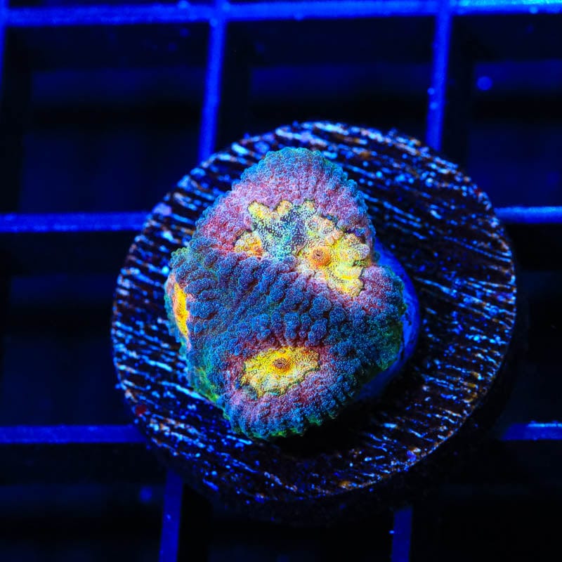 Premium CB Angel Eye Favia Coral for Saltwater Aquariums – Vibrant Coral for Reef Tanks & Marine Displays