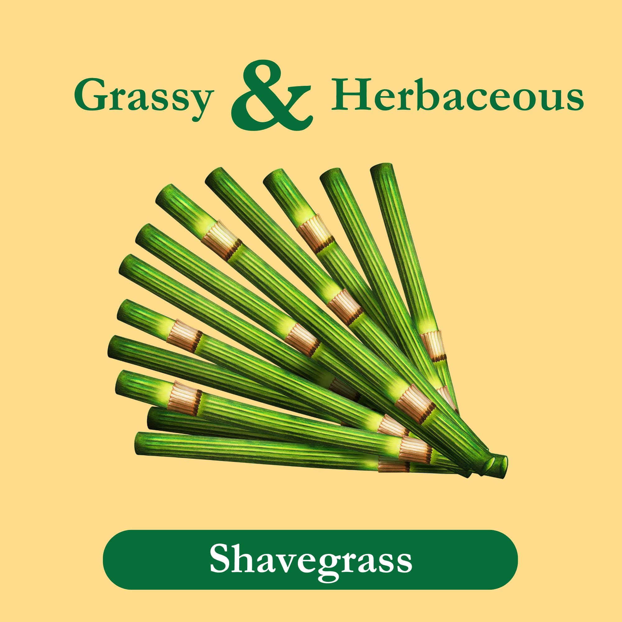 Tadin Organic Shavegrass Tea (Horsetail Tea) - 24 Caffeine-Free Herbal Tea Bags per Box, Pack of 6 | Natural Detox & Wellness Tea for Relaxation, Skin Health & Urinary Support - Perfect for Morning Rituals & Evening Wind-Down